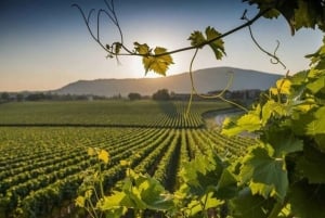 Rom: Privat vinprovning i Castelli Romani