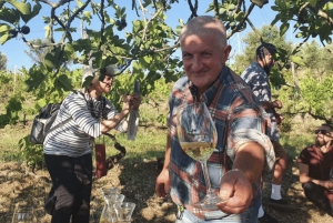 Rom: Privater Ausflug zu den Weinbergen und Seen auf dem Land