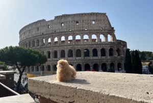 Rom: Privat byvandring med en guide