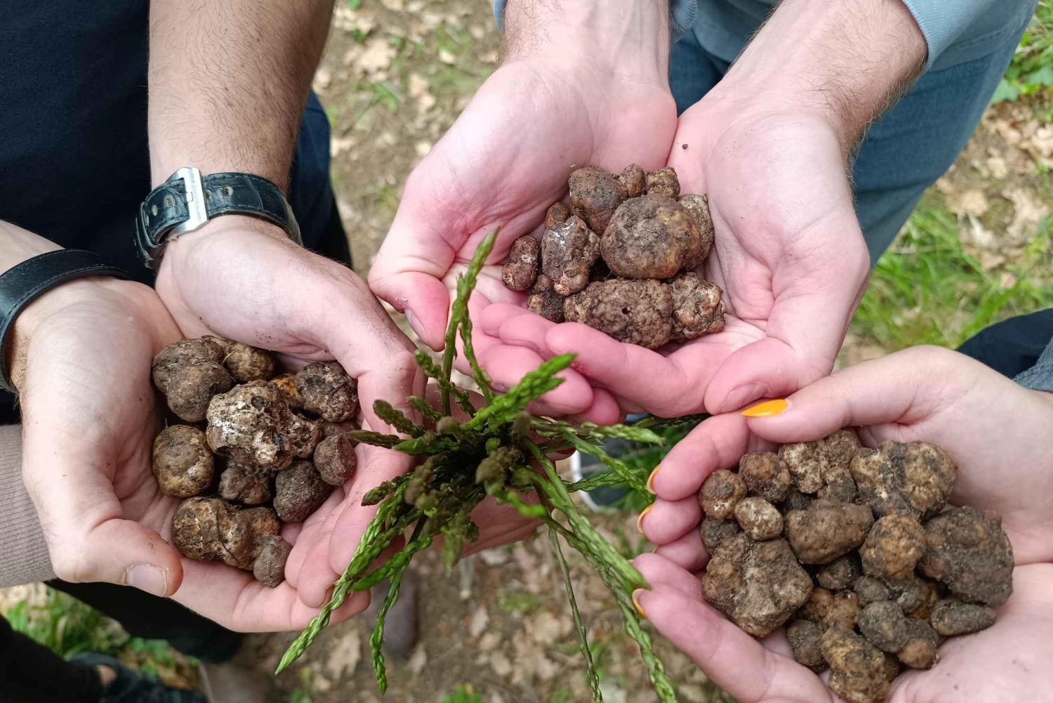 ROME: Truffle Hunting and Lunch with Truffle Dishes