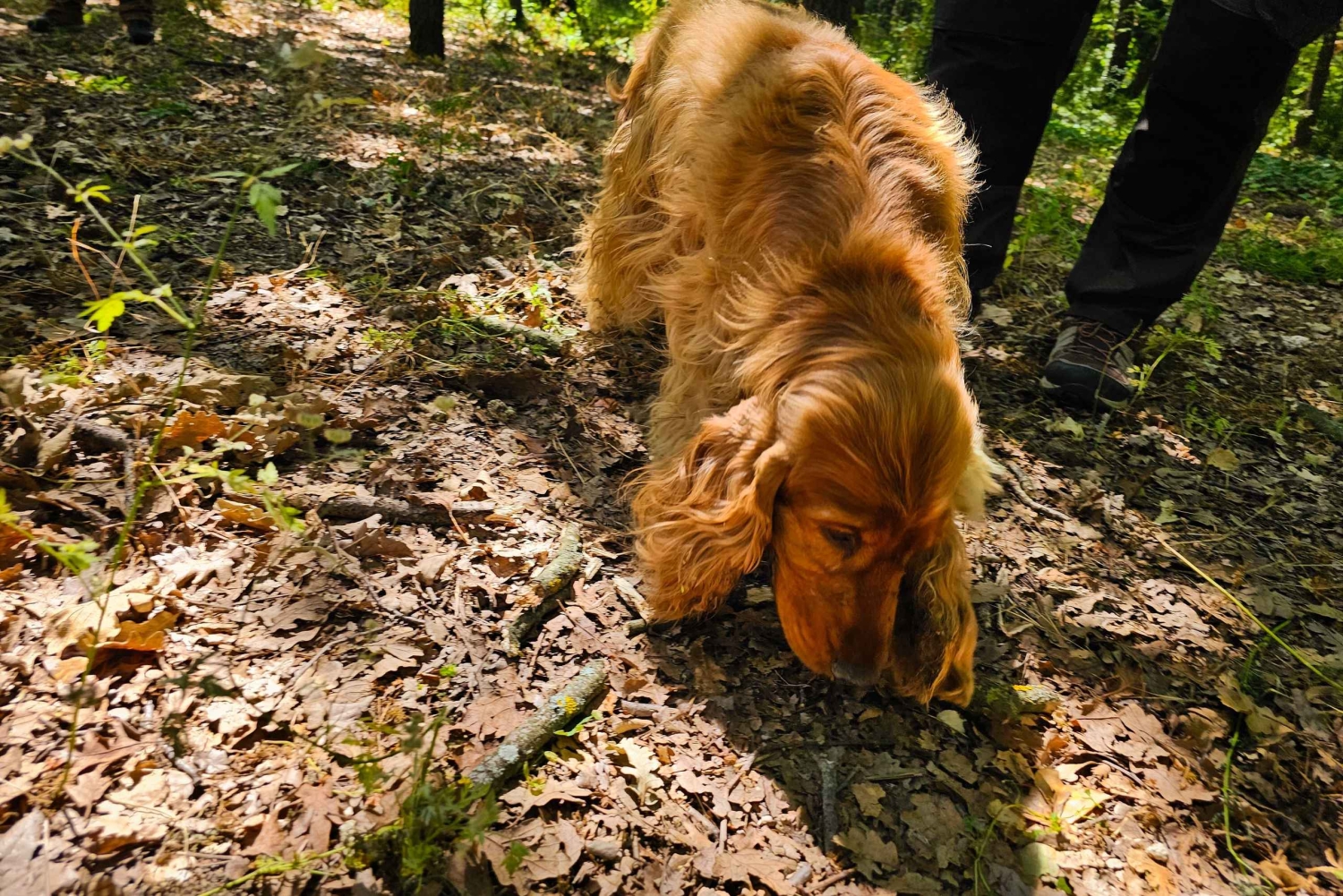 ROME: Truffle Hunting and Lunch with Truffle Dishes