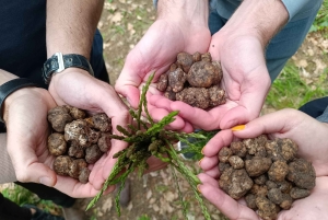 ROME: Truffle Hunting and Lunch with Truffle Dishes