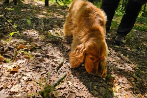 ROME: Truffle Hunting and Lunch with Truffle Dishes