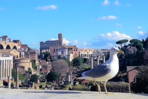 Rome : L'expérience du Vatican et du Colisée avec déjeuner et transferts