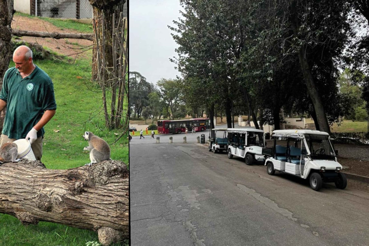 Rom: Indgangsbillet til Villa Borghese Zoo + tur i golfvogn