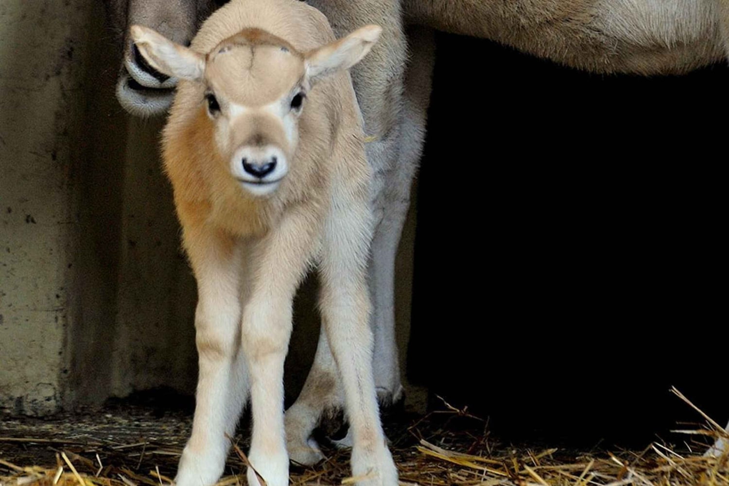 Rom: Indgangsbillet til Villa Borghese Zoo + tur i golfvogn