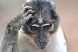 Rom: Indgangsbillet til Villa Borghese Zoo + tur i golfvogn