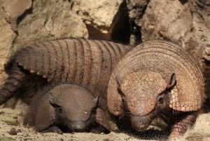 Rom: Indgangsbillet til Villa Borghese Zoo + tur i golfvogn