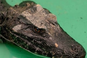 Rom: Indgangsbillet til Villa Borghese Zoo + tur i golfvogn