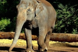 Rom: Indgangsbillet til Villa Borghese Zoo + tur i golfvogn