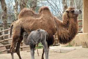 Rom: Indgangsbillet til Villa Borghese Zoo + tur i golfvogn