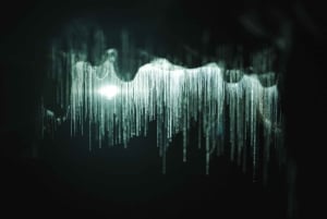 Auckland: Waitomo Glowworms & Te Puia Rotorua med picknicklunch