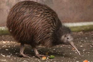 Auckland: Rotorua Highlights w TePuia & Secret Spot Hot Tubs