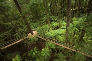 Auckland : Excursion d'une journée à Rotorua avec WaiOTapu et Redwoods Treewalk