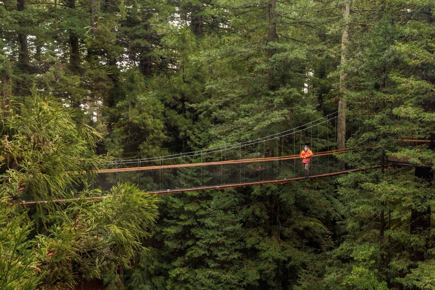 Auckland: Excursão de um dia a Rotorua com Redwoods Treewalk & Spa