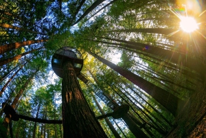Окленд: Однодневный тур в Роторуа с Redwoods Treewalk & Spa