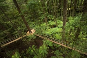 Окленд: Однодневный тур в Роторуа с Redwoods Treewalk & Spa