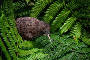 Auckland: Te Puia og Wai Ariki varme kilder