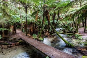 Best of Rotorua: Private Walking Tour with a Local