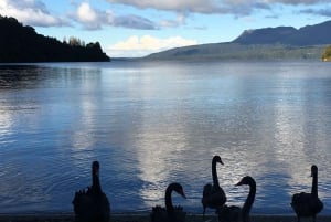 Best of Rotorua: Private Walking Tour with a Local