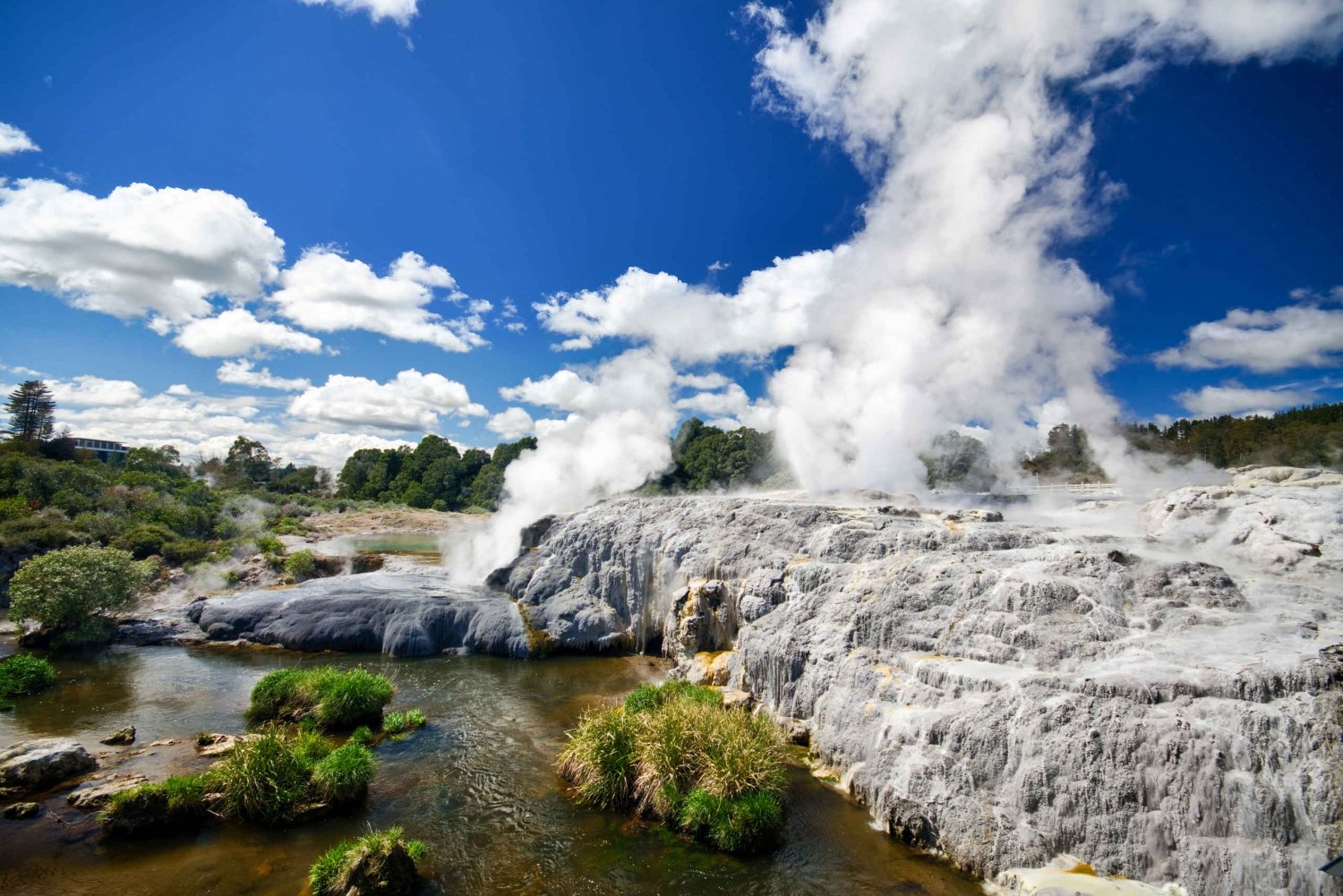 From Auckland: Hobbiton & Rotorua Tour with Lunch at Te Puia in Rotorua