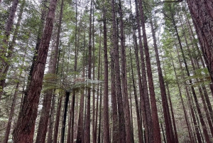 TE PUIA – Maori-Hangi-Mittagessen, Polynesian Spa & Blue Springs