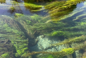 TE PUIA – Maori-Hangi-Mittagessen, Polynesian Spa & Blue Springs