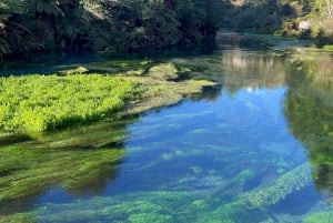 TE PUIA – Maori-Hangi-Mittagessen, Polynesian Spa & Blue Springs