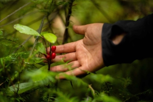 Fra Rotorua: Guidet tur i Whirinaki-regnskogen