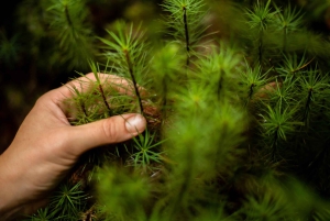 Fra Rotorua: Guidet tur i Whirinaki-regnskogen