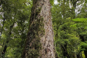 Fra Rotorua: Guidet tur i Whirinaki-regnskogen