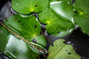 Fra Rotorua: Guidet tur i Whirinaki-regnskogen