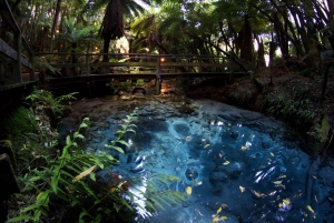Mitai Cultural Concert, Hangi and Rainbow Springs Night Tour
