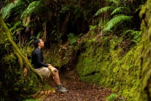 Tour guidato a piedi Whirinaki Forest Footsteps
