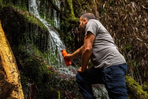 Tour guidato a piedi Whirinaki Forest Footsteps