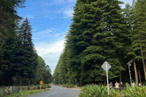 Private Day Trip To Te Puia Rotorua