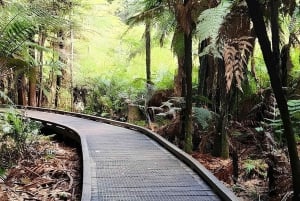 Prywatna wycieczka Rotorua Tour Waiotapu & Redwoods & Polynesian spa