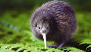Best Family Activities In Rotorua