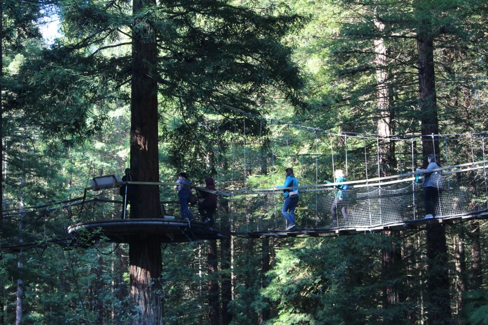 Redwoods Treewalk