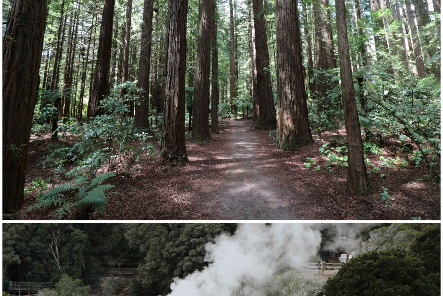 Au départ d'Auckland : Excursion d'une journée à Rotorua avec options supplémentaires