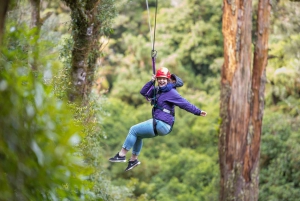 Rotorua Forest 3-Hour Zipline Canopy Tour