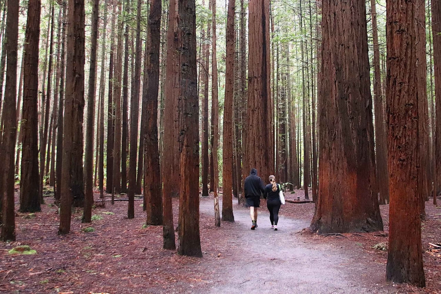 Rotorua: jaskinia Glowworm, las sekwoi i Te Puia