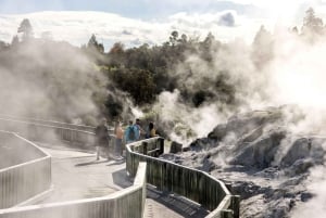 Rotorua: jaskinia Glowworm, las sekwoi i Te Puia