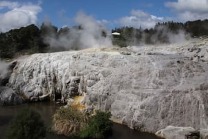 Rotorua: jaskinia Glowworm, las sekwoi i Te Puia