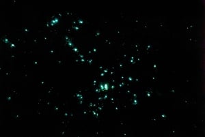 Rotorua: jaskinia Glowworm, las sekwoi i Te Puia