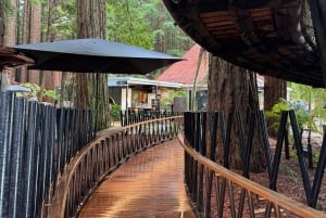 Rotorua: jaskinia Glowworm, las sekwoi i Te Puia