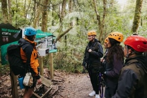 Guided Zipline Adventure Tour with Photos
