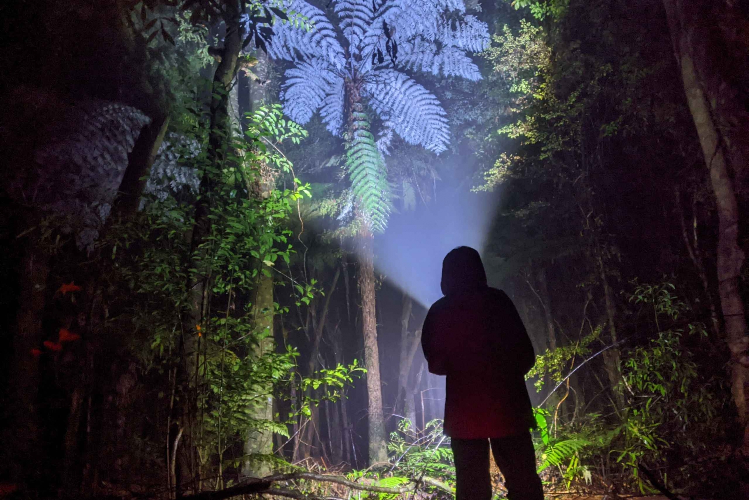 Rotorua: Nocturnal Glow Worm Tour with a Guide