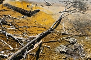 ロトルア：テスラ モデル Y でのプライベート日帰りツアー