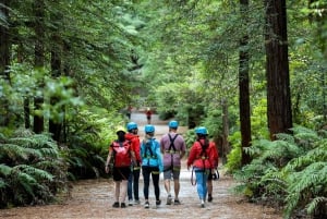 Rotorua: Redwoods Altitude High Ropes Adventure